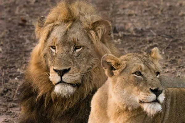 Lion Encontrada Parques Nacionales África Oriental —  Fotos de Stock