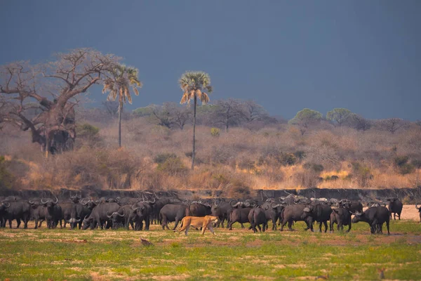 Lion Encontrada Parques Nacionales África Oriental — Foto de Stock