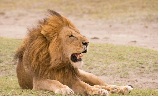 Lion Found East African Nationella Parker — Stockfoto