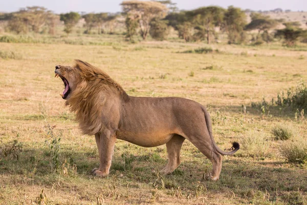 Lion Fond Oostenrijk Afrikaanse Nationale Parken — Stockfoto