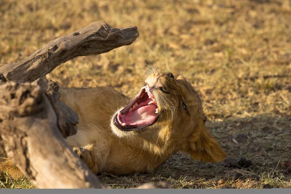 Lion Fond Oostenrijk Afrikaanse Nationale Parken — Stockfoto