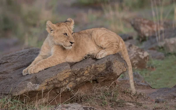 Lion Found East African National Parks — Fotografia de Stock