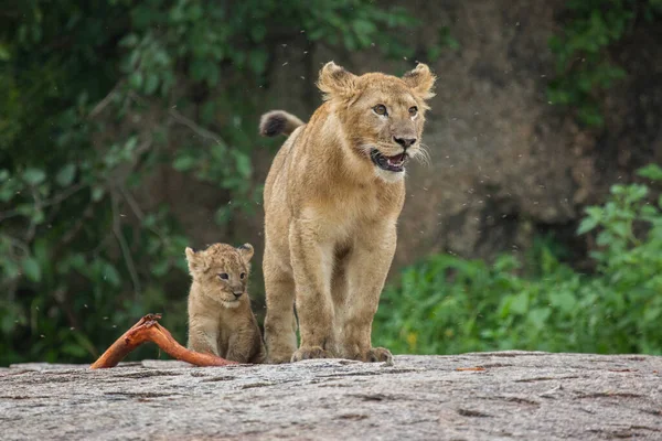 Lion Encontrada Parques Nacionales África Oriental — Foto de Stock