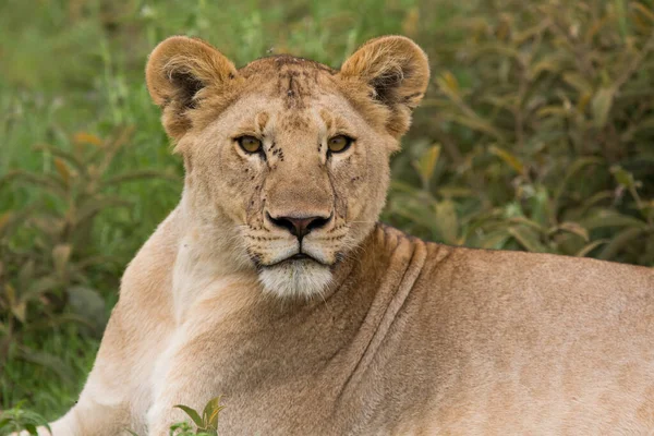 Lion Dans Les Parcs Nationaux Afrique Orientale — Photo