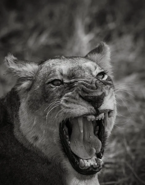 Lion Dans Les Parcs Nationaux Afrique Orientale — Photo