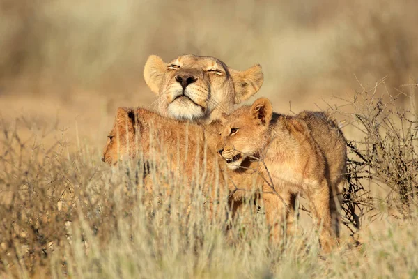 Lion Dans Les Parcs Nationaux Afrique Orientale — Photo