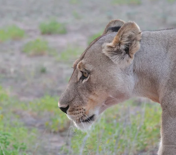 Lion Found East African National Parks — Stock Photo, Image