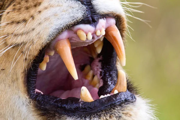 Lion Fond Oostenrijk Afrikaanse Nationale Parken — Stockfoto