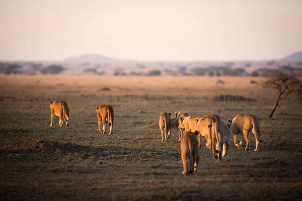Lion Encontrada Parques Nacionales África Oriental — Foto de Stock