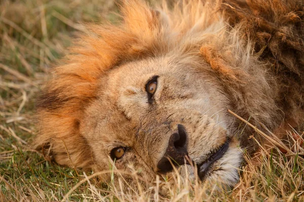 Lion Found East African Nationella Parker — Stockfoto