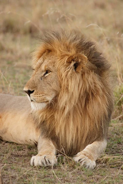 Lion Nalezen Východních Afrických Vnitrostátních Parkech — Stock fotografie