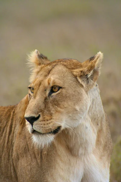 Lion Βρέθηκαν Στην Ανατολική Αφρική Εθνικά Πάρκα — Φωτογραφία Αρχείου