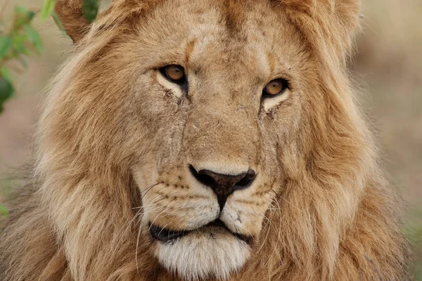 Lion Trovato Nei Parchi Nazionali Dell Africa Orientale — Foto Stock