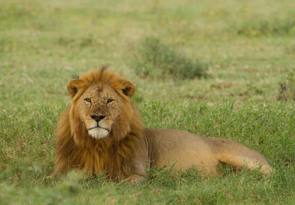 Lion Nalezen Východních Afrických Vnitrostátních Parkech — Stock fotografie