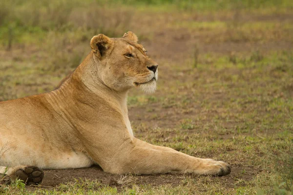 Lion Dans Les Parcs Nationaux Afrique Orientale — Photo