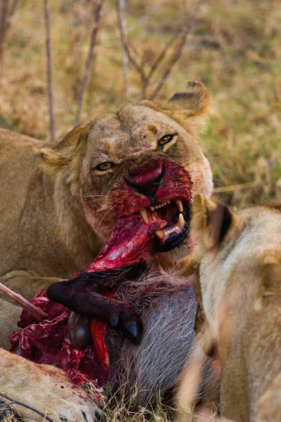 Lion Found East African Nationella Parker — Stockfoto