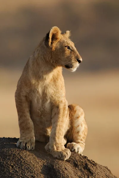 Lion Found East African National Parks — 图库照片