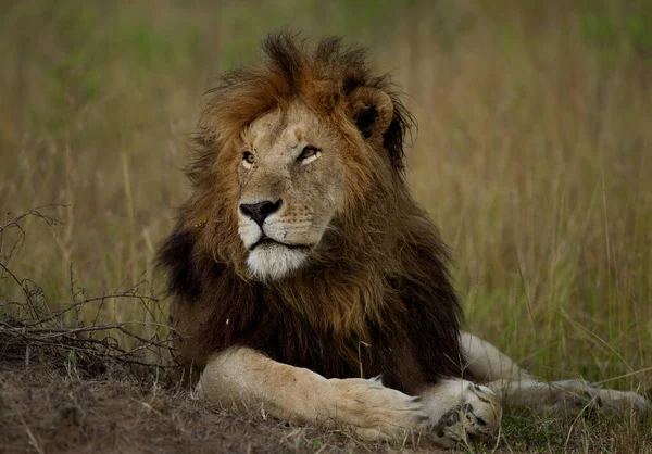 Lion Found Parkach Narodowych Afryki Wschodniej — Zdjęcie stockowe