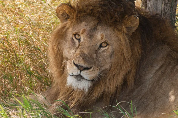 Lion Found East African Nationella Parker — Stockfoto