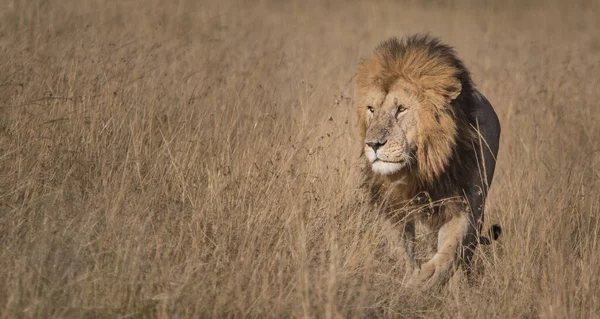 Lion Found East African National Parks — Stock Photo, Image