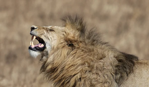 Lion Dans Les Parcs Nationaux Afrique Orientale — Photo