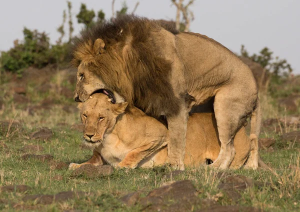 Lion Found Parkach Narodowych Afryki Wschodniej — Zdjęcie stockowe