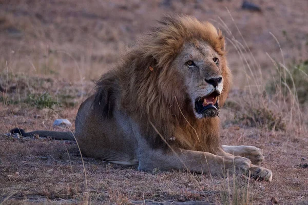 Lion Fond Oostenrijk Afrikaanse Nationale Parken — Stockfoto