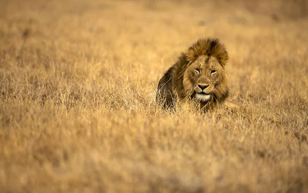 Lion Found East African National Parks — Stock Photo, Image