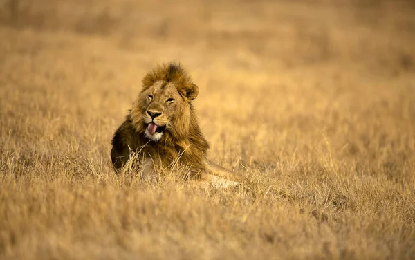 Lion Fund Kelet Afrikai Nemzeti Parkokban — Stock Fotó