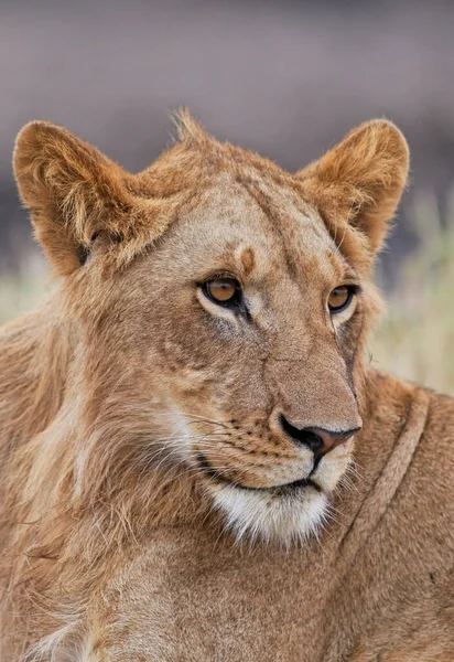 Aslan Doğu Afrika Ulusal Parklarında Bulundu — Stok fotoğraf