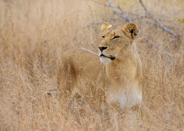 Lion Fond Oostenrijk Afrikaanse Nationale Parken — Stockfoto