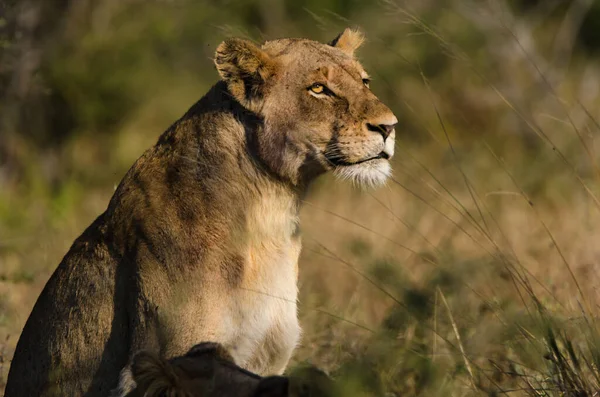 Lion Found Parkach Narodowych Afryki Wschodniej — Zdjęcie stockowe