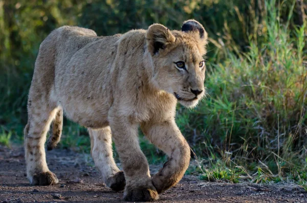 Lion Found East African National Parks — 图库照片