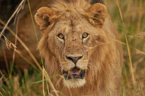 Lion Fond Oostenrijk Afrikaanse Nationale Parken — Stockfoto