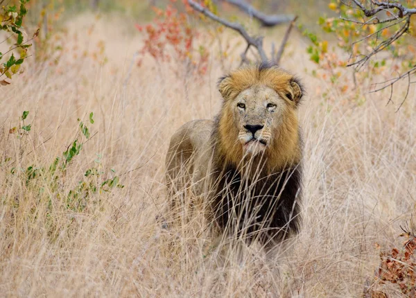 Lion Found East African National Parks — Stock Photo, Image