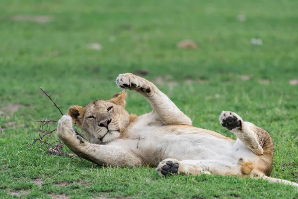 Aslan Doğu Afrika Ulusal Parklarında Bulundu — Stok fotoğraf