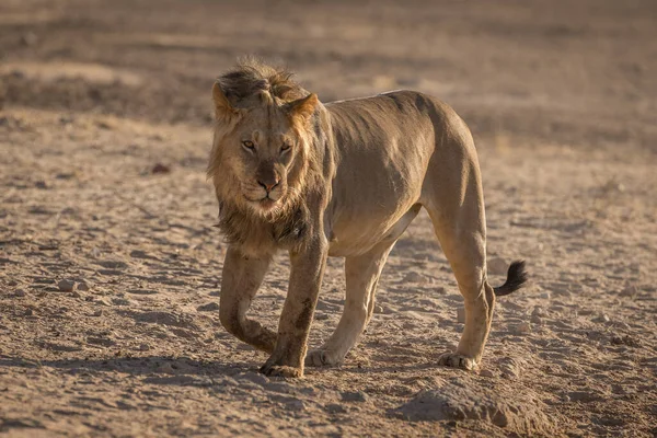 Lion Trovato Nei Parchi Nazionali Dell Africa Orientale — Foto Stock