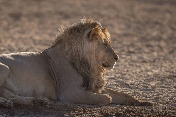 Lion Fond Oostenrijk Afrikaanse Nationale Parken — Stockfoto