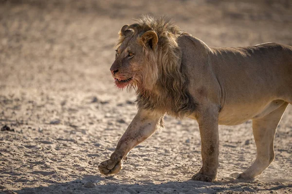 Lion Found East African National Parks — Fotografia de Stock