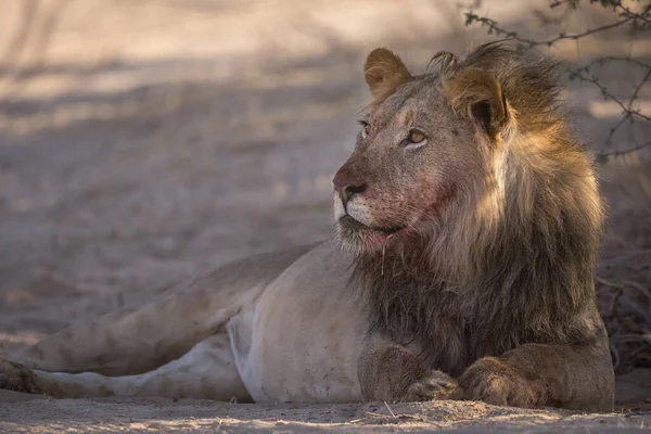 Lion Found Parkach Narodowych Afryki Wschodniej — Zdjęcie stockowe