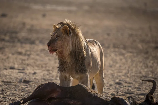 Lion Found Parkach Narodowych Afryki Wschodniej — Zdjęcie stockowe