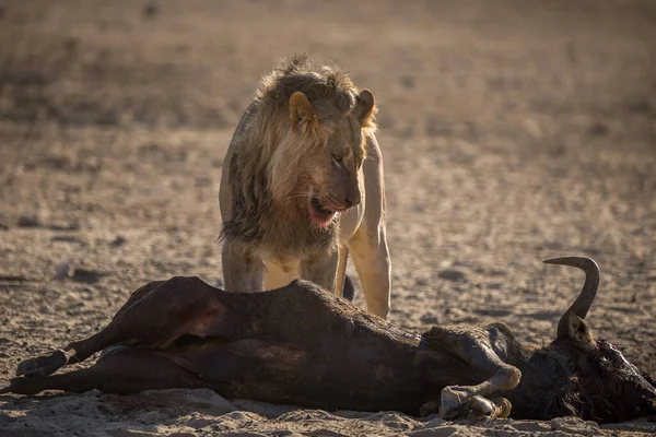 Lion Nalezen Východních Afrických Vnitrostátních Parkech — Stock fotografie