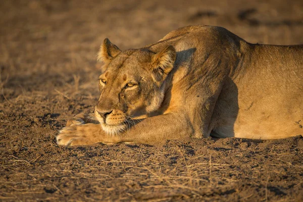 Lion Trovato Nei Parchi Nazionali Dell Africa Orientale — Foto Stock