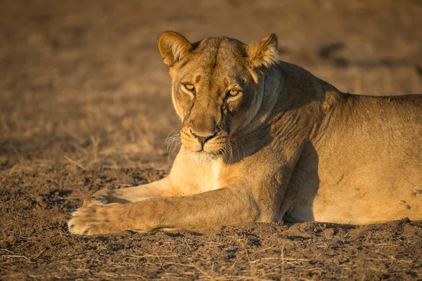 Lion Found East African Nationella Parker — Stockfoto