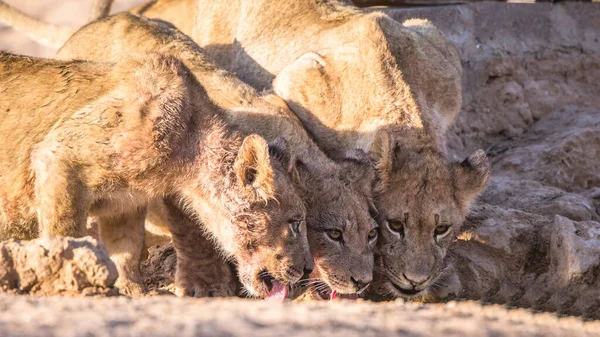 Lion Trovato Nei Parchi Nazionali Dell Africa Orientale — Foto Stock