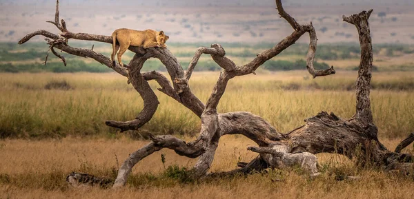 Lion Fond Oostenrijk Afrikaanse Nationale Parken — Stockfoto