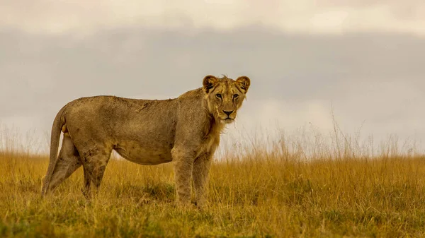 Lion Encontrada Parques Nacionales África Oriental — Foto de Stock