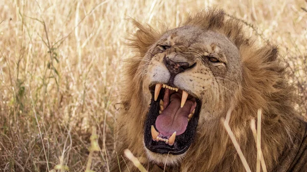 Lion Dans Les Parcs Nationaux Afrique Orientale — Photo
