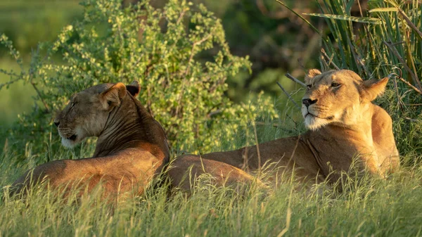 Lion Encontrada Parques Nacionales África Oriental — Foto de Stock