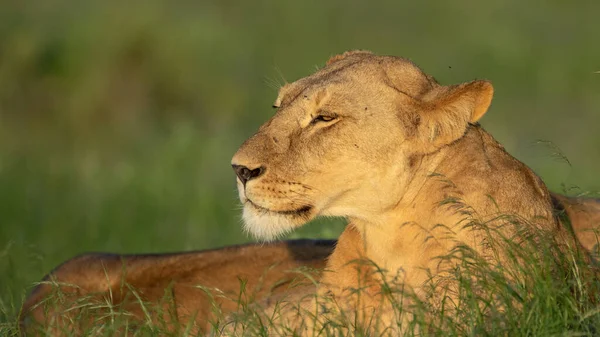 Lion Found East African Nationella Parker — Stockfoto